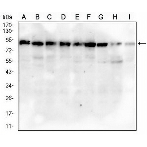 MRE11 Mouse Monoclonal Antibody(C2846)
