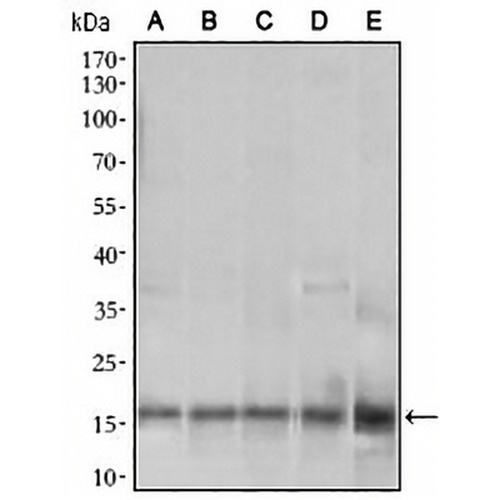 MRPS32 Mouse Monoclonal Antibody(C2847)