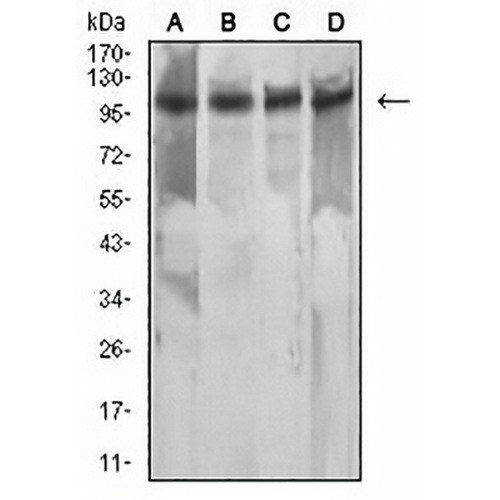 MSH2 Mouse Monoclonal Antibody(C2848)