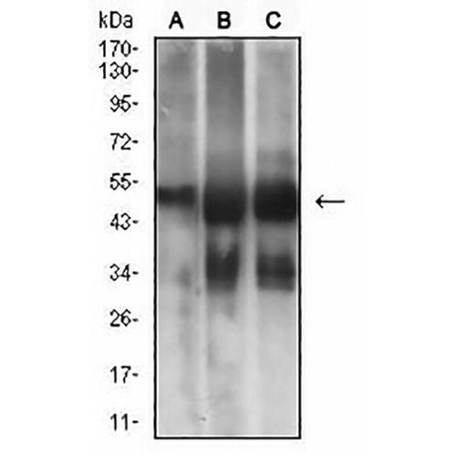 MSH6 Mouse Monoclonal Antibody(C2850)