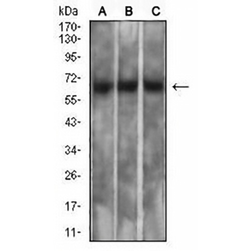 Mesothelin Mouse Monoclonal Antibody(C2853)