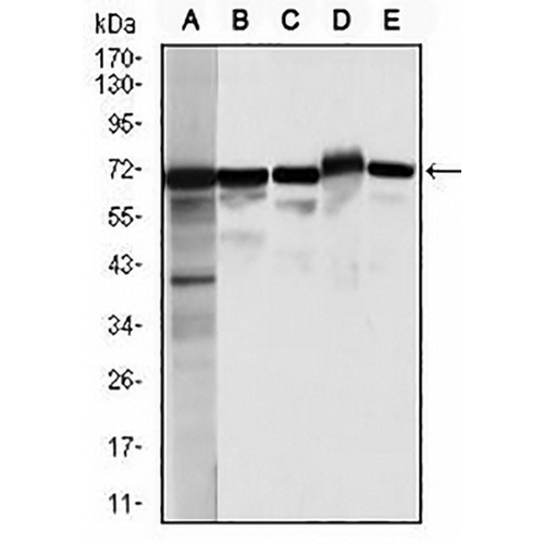 Moesin Mouse Monoclonal Antibody(C2854)