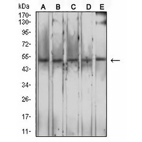 CD204 Mouse Monoclonal Antibody(C2855)