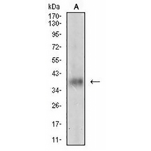 GDF8 Mouse Monoclonal Antibody(C2856)