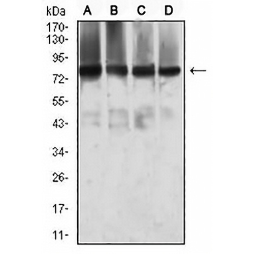 MTA1 Mouse Monoclonal Antibody(C2857)