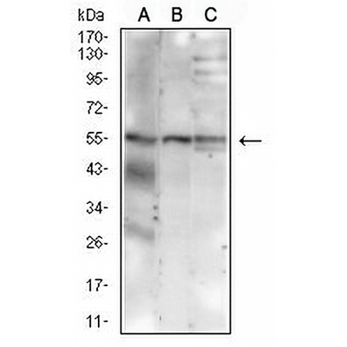MUC13 Mouse Monoclonal Antibody(C2859)