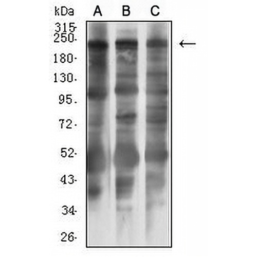 MLCK1 Mouse Monoclonal Antibody(C2860)