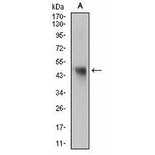 Napsin A Mouse Monoclonal Antibody(C2862)