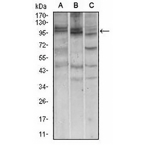 Nibrin Mouse Monoclonal Antibody(C2863)
