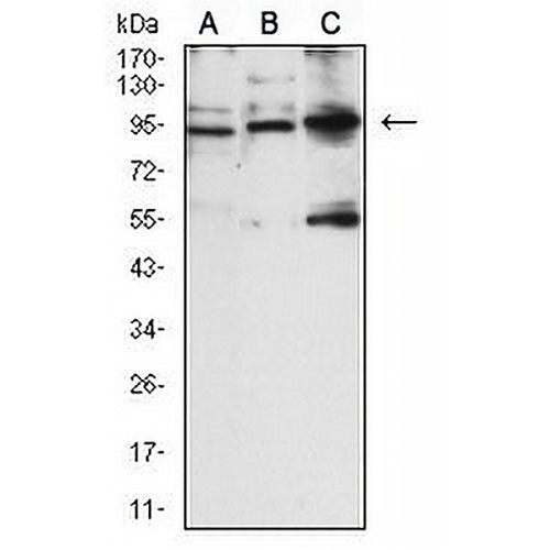 CD56 Mouse Monoclonal Antibody(C2864)