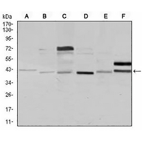 NCK1 Mouse Monoclonal Antibody(C2865)