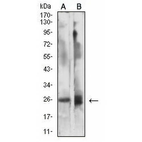 CD337 Mouse Monoclonal Antibody(C2866)