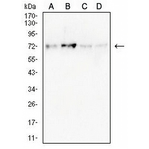 NDC80 Mouse Monoclonal Antibody(C2867)