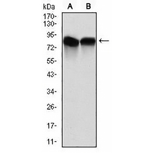 NEDD8 Mouse Monoclonal Antibody(C2868)