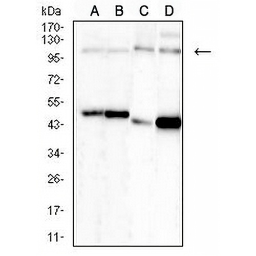 NEDD9 Mouse Monoclonal Antibody(C2869)