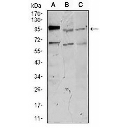 NEFM Mouse Monoclonal Antibody(C2871)