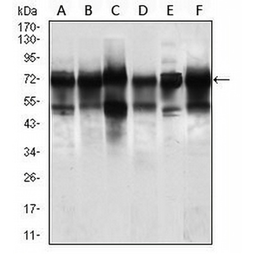 NELFA Mouse Monoclonal Antibody(C2872)