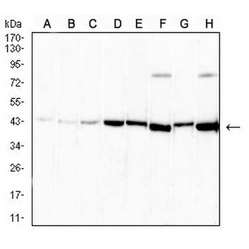 Neuroglobin Mouse Monoclonal Antibody(C2873)