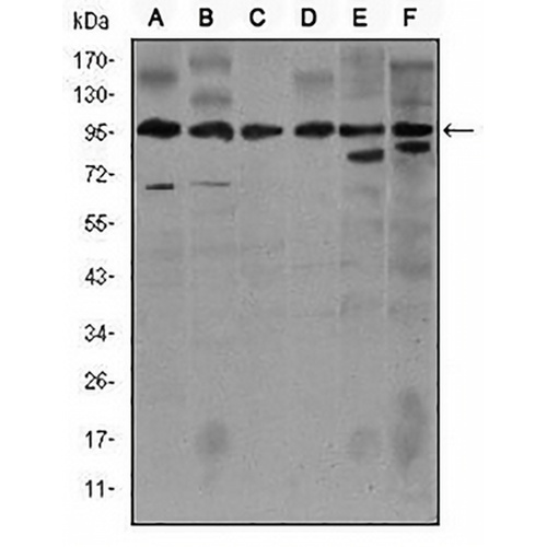 iNOS Mouse Monoclonal Antibody(C2875)