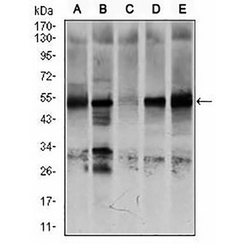 NR6A1 Mouse Monoclonal Antibody(C2876)