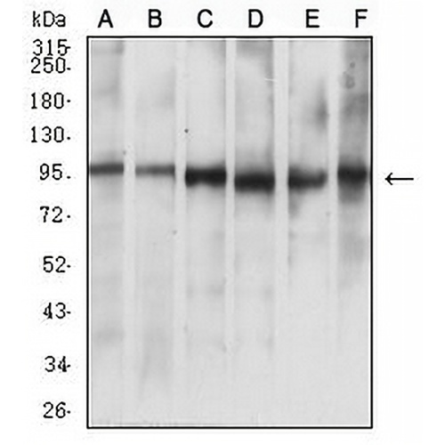 NUP98 Mouse Monoclonal Antibody(C2879)