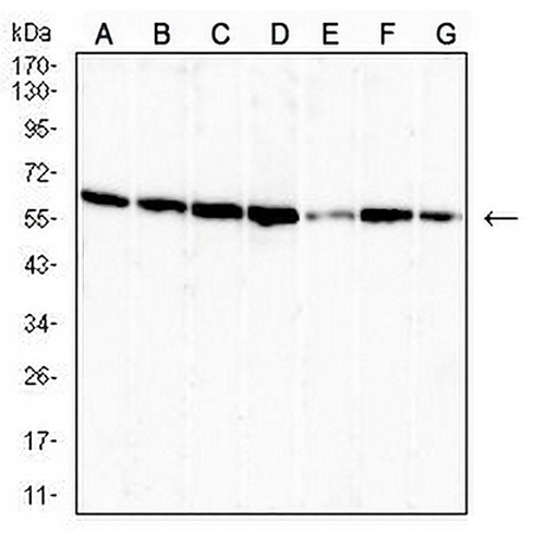 OTUB2 Mouse Monoclonal Antibody(C2880)