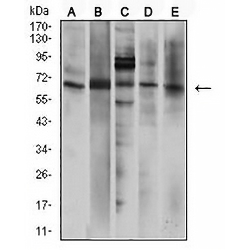P2RX7 Mouse Monoclonal Antibody(C2882)