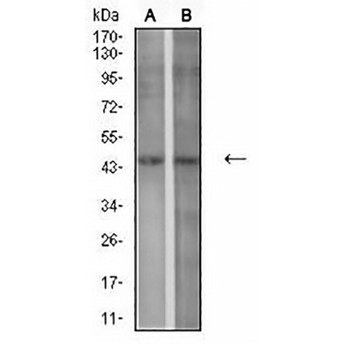 P2Y1 Mouse Monoclonal Antibody(C2883)