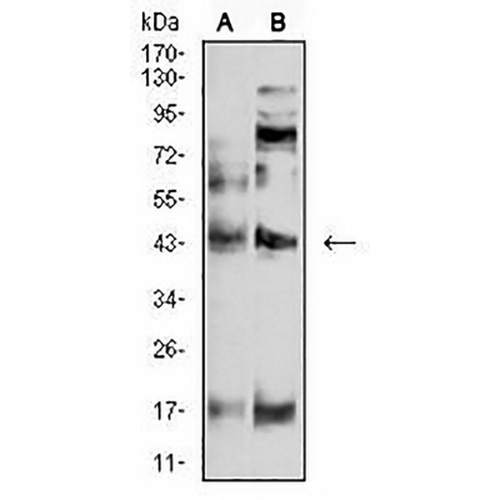 P2Y4 Mouse Monoclonal Antibody(C2885)