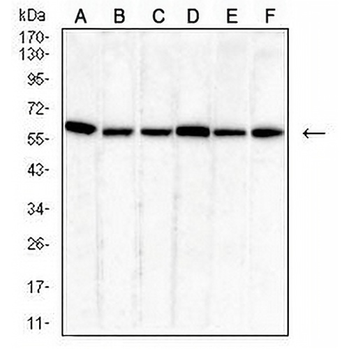 PDI Mouse Monoclonal Antibody(C2886)