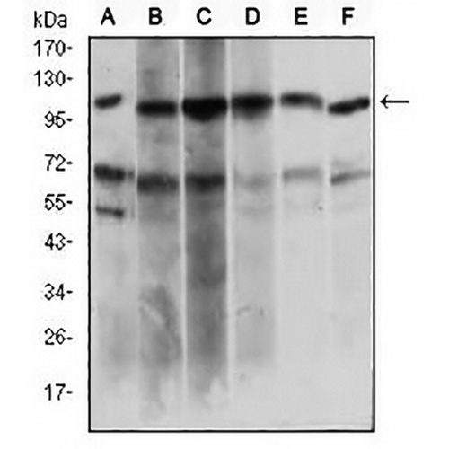 PAPLN Mouse Monoclonal Antibody(C2888)