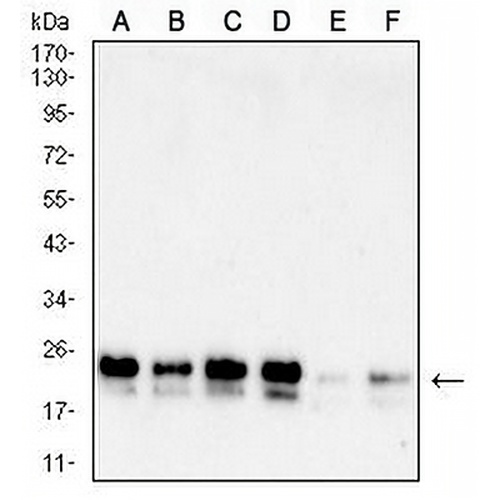 DJ-1 Mouse Monoclonal Antibody(C2889)