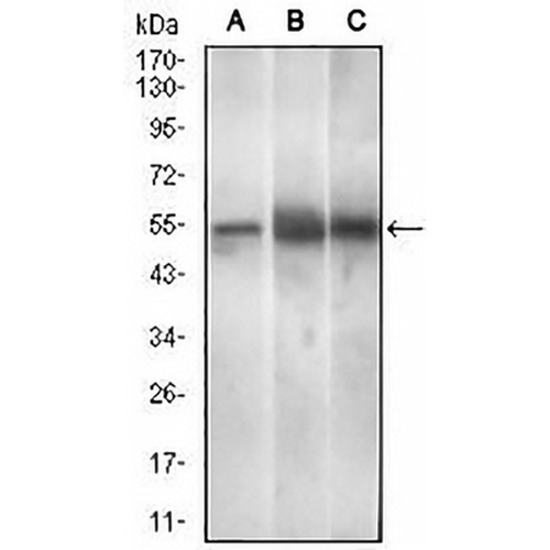 PAX3 Mouse Monoclonal Antibody(C2890)