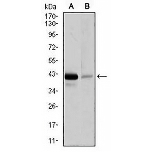 PAX5 Mouse Monoclonal Antibody(C2891)