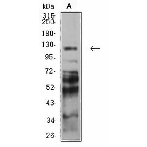 Protocadherin-9 Mouse Monoclonal Antibody(C2893)