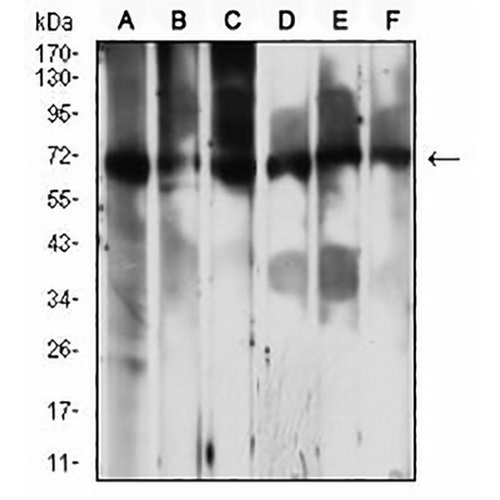 PCK2 Mouse Monoclonal Antibody(C2894)