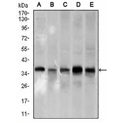 PCNA Mouse Monoclonal Antibody(C2895)