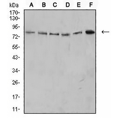 CD279 Mouse Monoclonal Antibody(C2896)