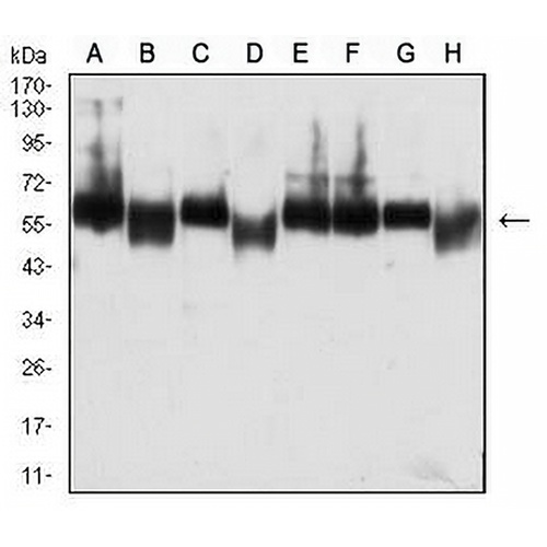 CD273 Mouse Monoclonal Antibody(C2897)
