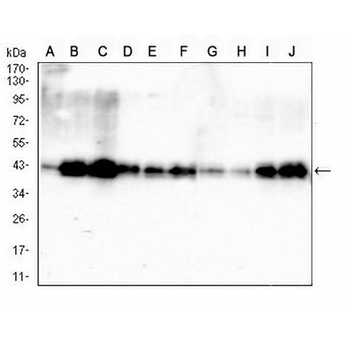 PDHA1 Mouse Monoclonal Antibody(C2898)
