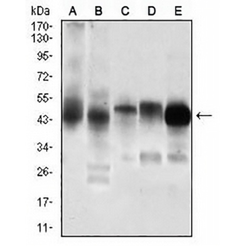 PDK2 Mouse Monoclonal Antibody(C2899)