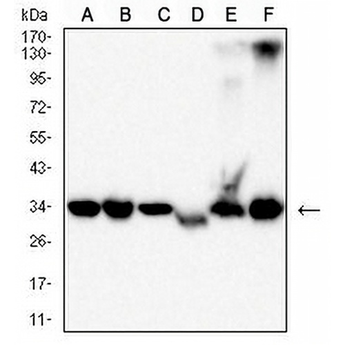 Pyridoxal Kinase Mouse Monoclonal Antibody(C2901)