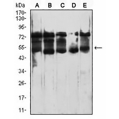 CD364 Mouse Monoclonal Antibody(C2903)