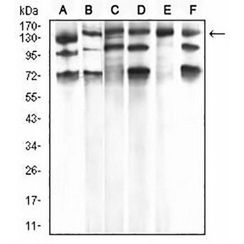 PLC gamma 1 Mouse Monoclonal Antibody(C2906)
