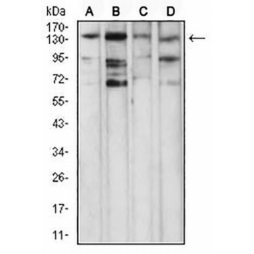 PLC gamma 1 Mouse Monoclonal Antibody(C2907)