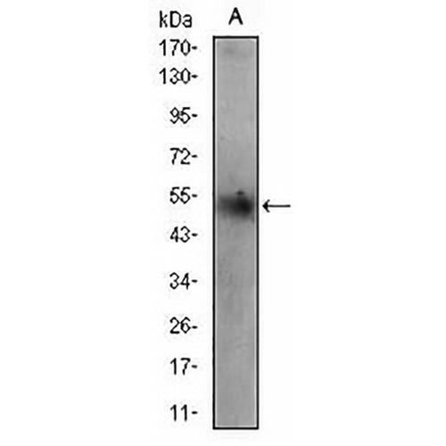 Adipophilin Mouse Monoclonal Antibody(C2909)