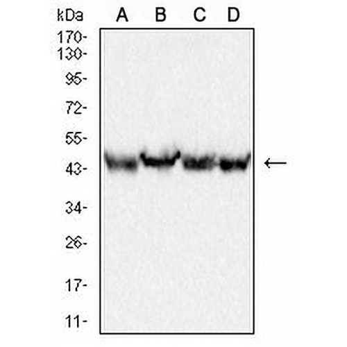 TIP47 Mouse Monoclonal Antibody(C2910)