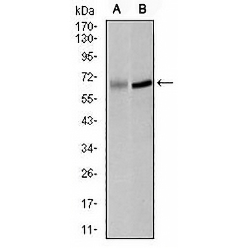 PLK1 Mouse Monoclonal Antibody(C2911)