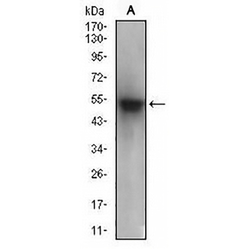PON1 Mouse Monoclonal Antibody(C2913)