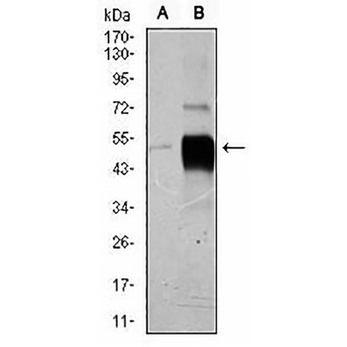 POU3F2 Mouse Monoclonal Antibody(C2914)